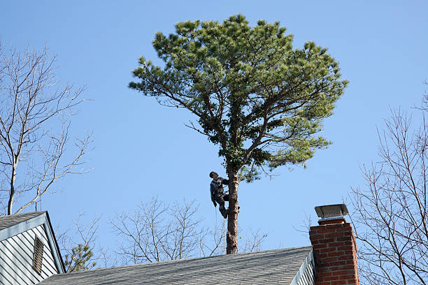 Best Tree Mulching  in Townsend, DE